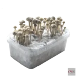 Copelandia Hawaiian Grow Kit