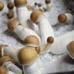 Buy Penis Envy Mushroom online