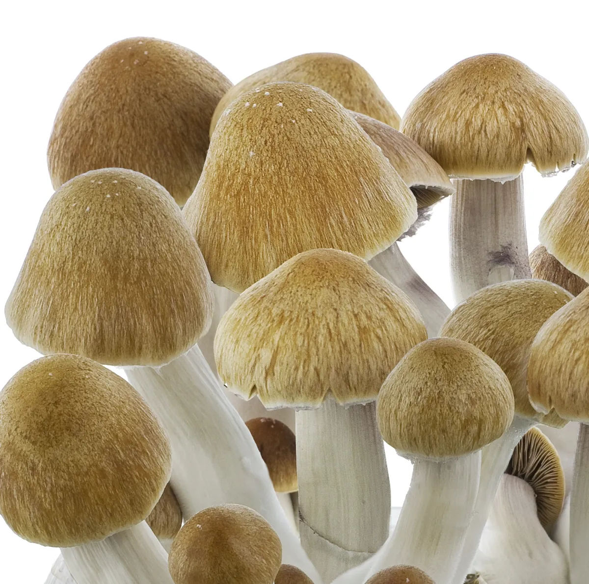 Buy-Psilocybe-Cubensis-Ecuador-UK.webp Psilocybe cubensis Ecuador - Image 1