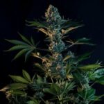 Royal Gorilla 3.5G, 21% THC