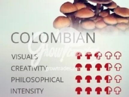 Order Colombian Mushroom (Psilocybe cubensis 1/2 oz) | Psychedelics Store Europe