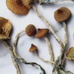 Mazatepec Magic Mushroom For Sale
