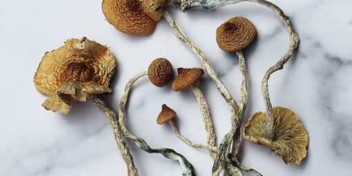 Mazatapec-Mushrooms-510x255-1.jpg Mazatepec Magic Mushroom For Sale - Image 1