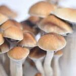 Psilocybe Cubensis McKennaii