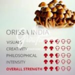 Orissa India Mushroom(1/2oz)