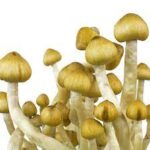 Mazatapec Mushroom Spores