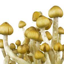 Shop-Mazatapec-Mushroom-Spores-UK.jpg Mazatapec Mushroom Spores - Image 1