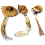 Alacabenzi magic mushroom