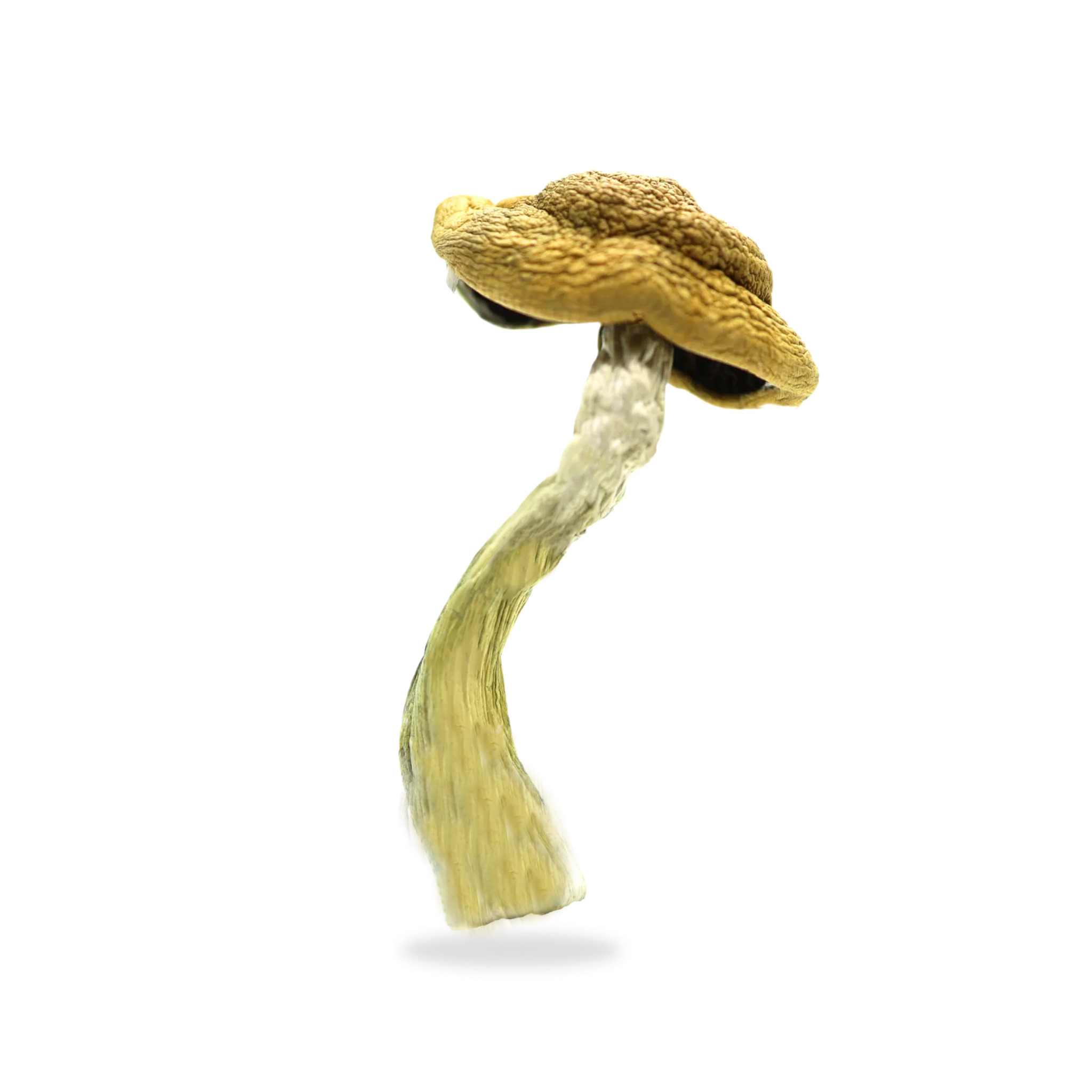 amazonian-mushroom.jpg Amazonian Mushroom - Image 1