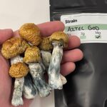 Aztec Gods Mushroom