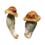 Burma magic mushrooms