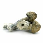 Chitwan Nepal mushroom
