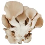 Golden Oyster Mushroom(1/2oz)