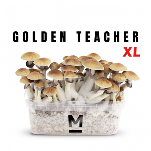 golden-teacher-mondo-magic-mushroom-kit-main-xl.webp Magic Mushroom Grow Kit Golden Teacher - Image 1